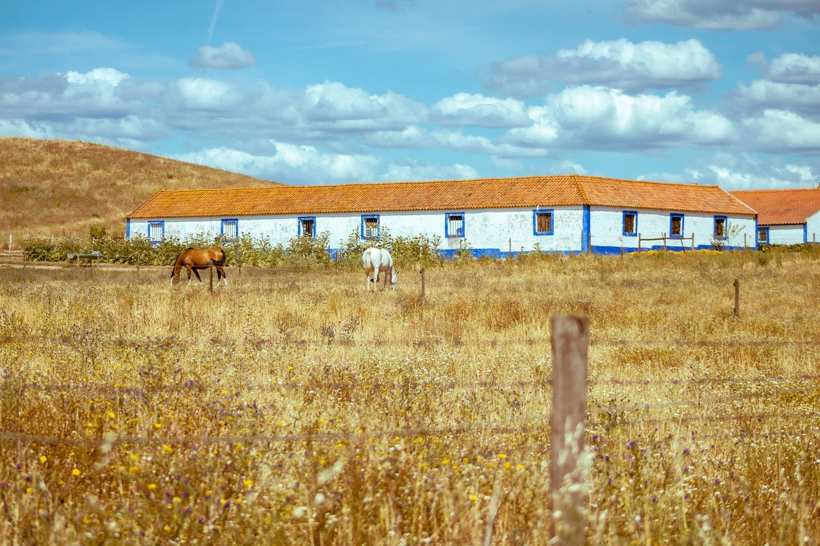 Wit landhuis met paarden op het land