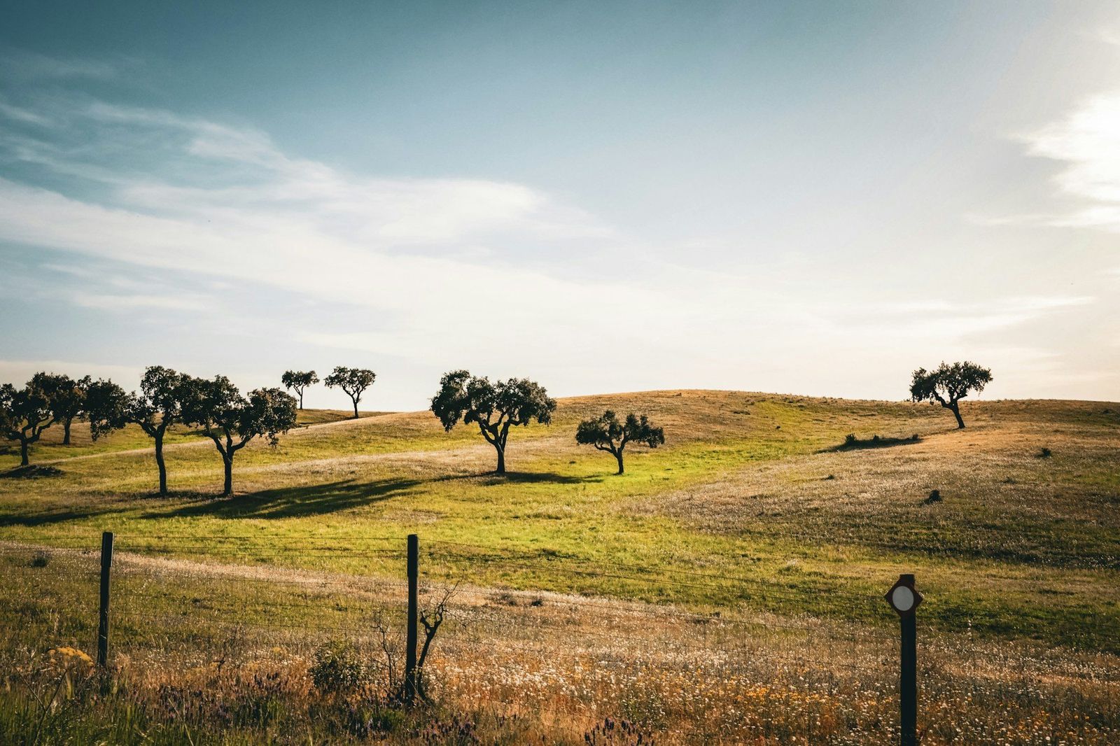 Kurkeiken op glooiend land in de Alentejo